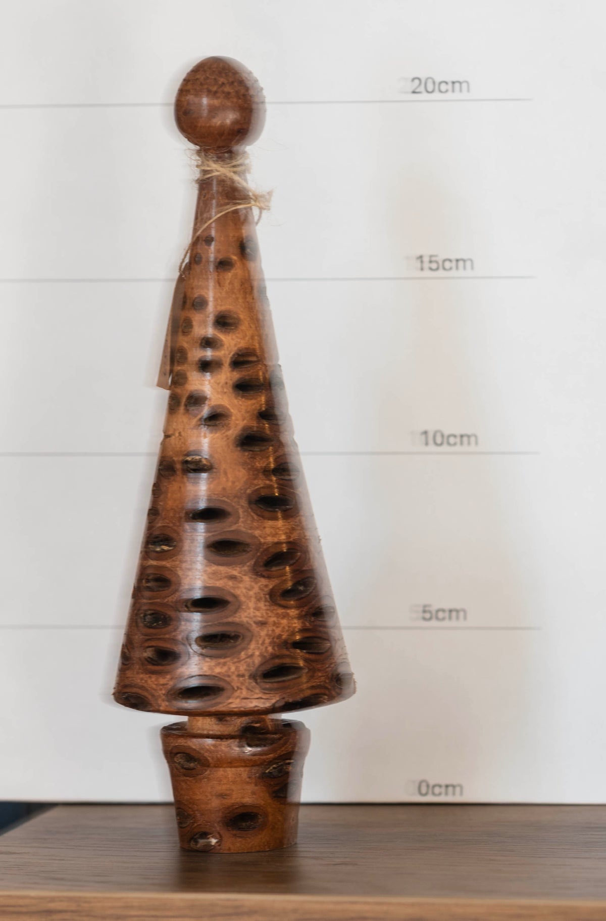 Banksia nut tree 21cm £22