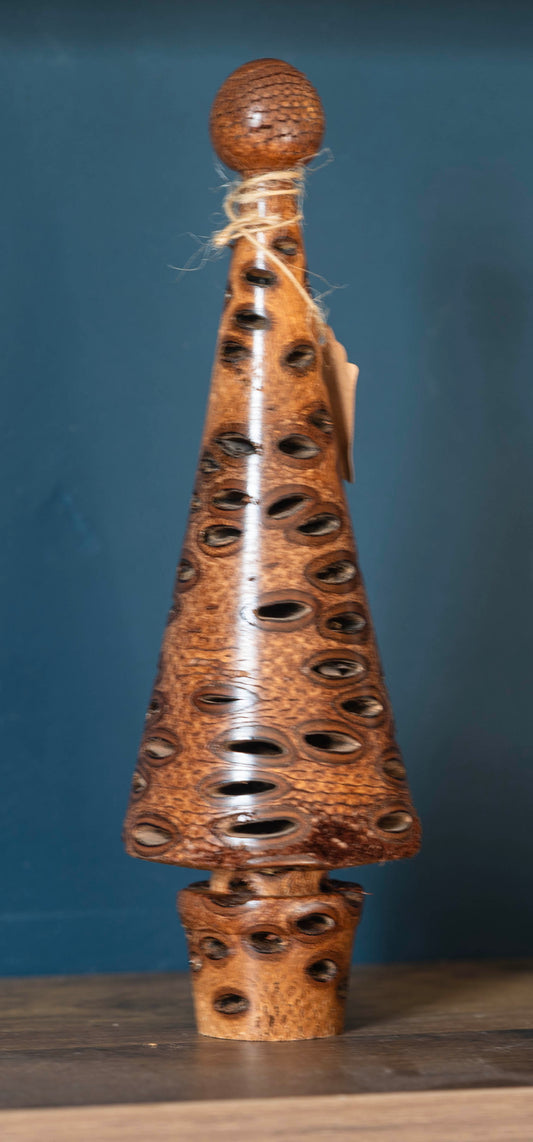 Banksia nut tree 21cm £22