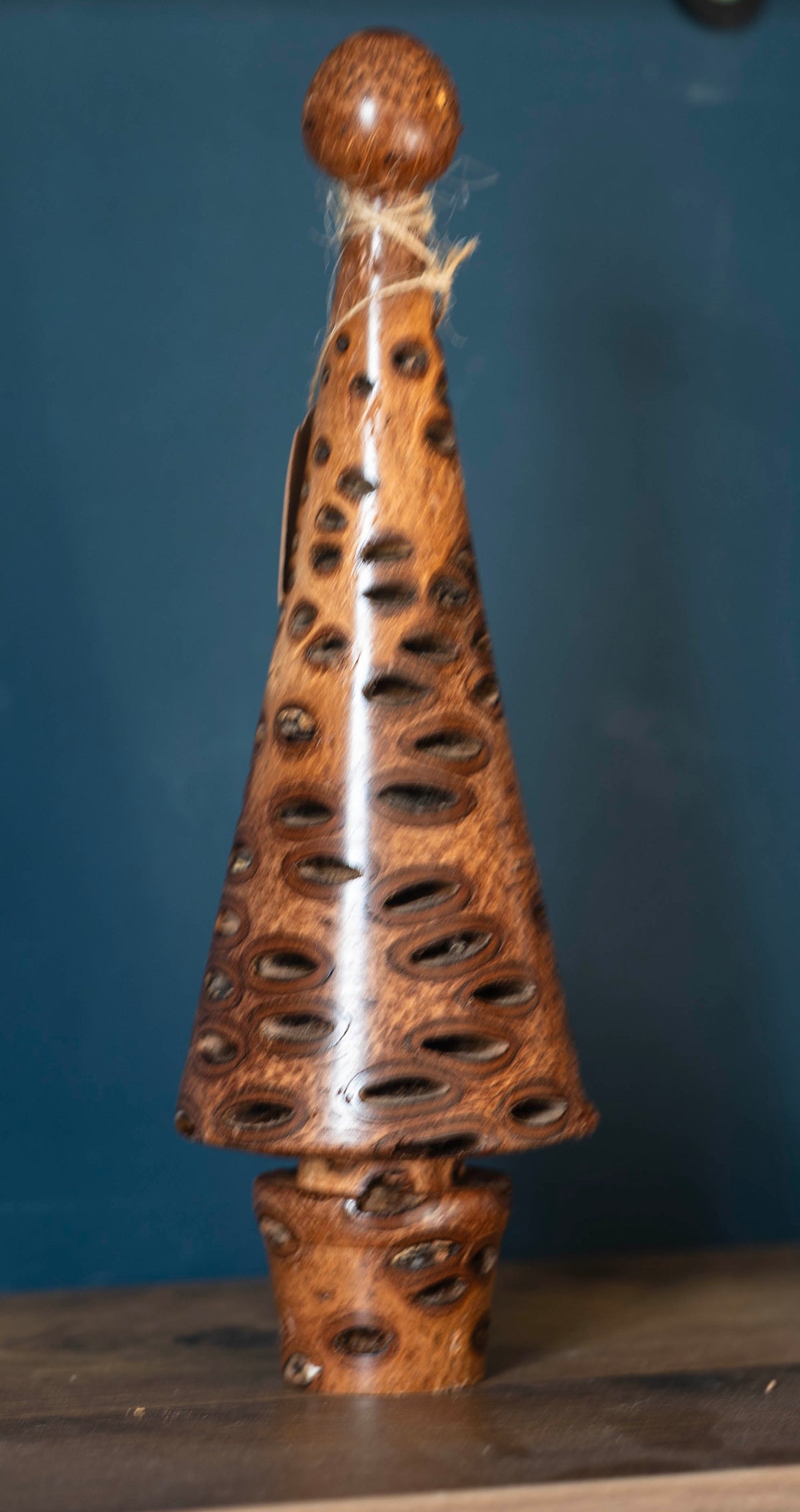Banksia nut tree 21cm £22