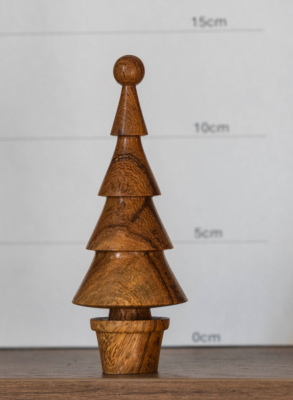 Mango tree 14cm £18.00