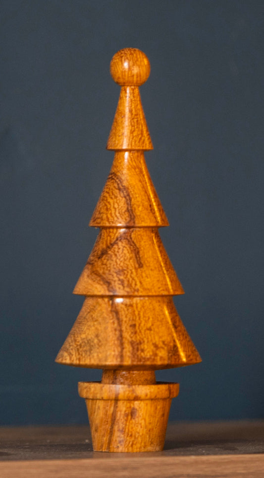 Mango tree 14cm £18.00